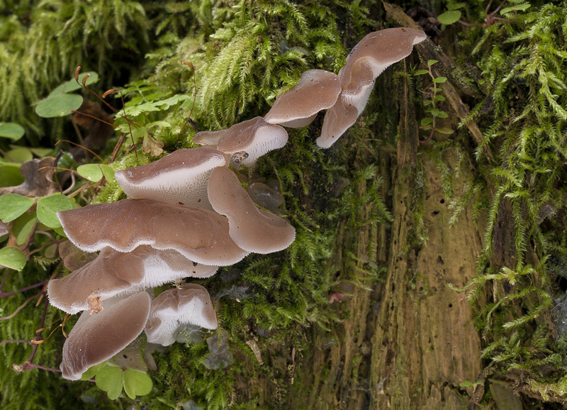 Pseudohydnum gelatinosum